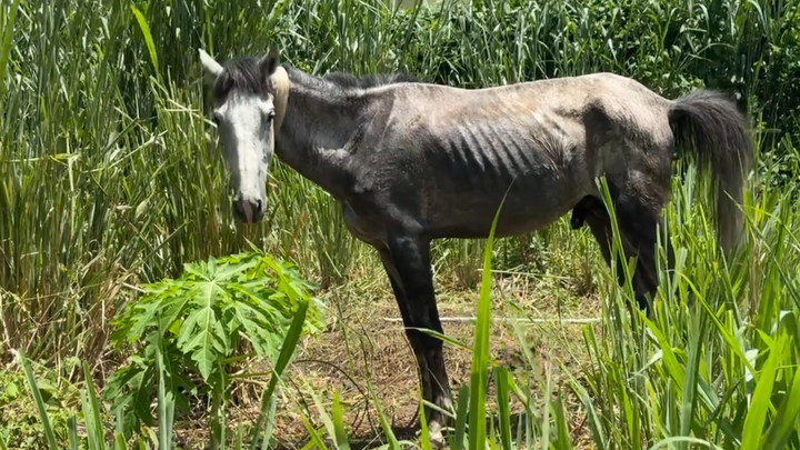 Help Us Start Saint Lucia’s Horse Rescue & Supply Service campaign photo, 1 of 8