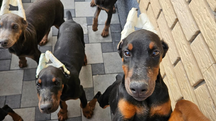 Für hunde futter und unterkunft campaign photo, 1 of 3
