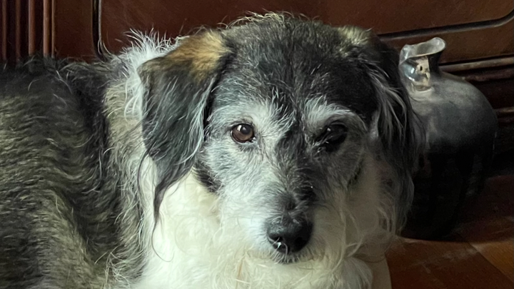Help Lisa & Her Senior Dogs Save Their Home From Foreclosure campaign photo, 1 of 8