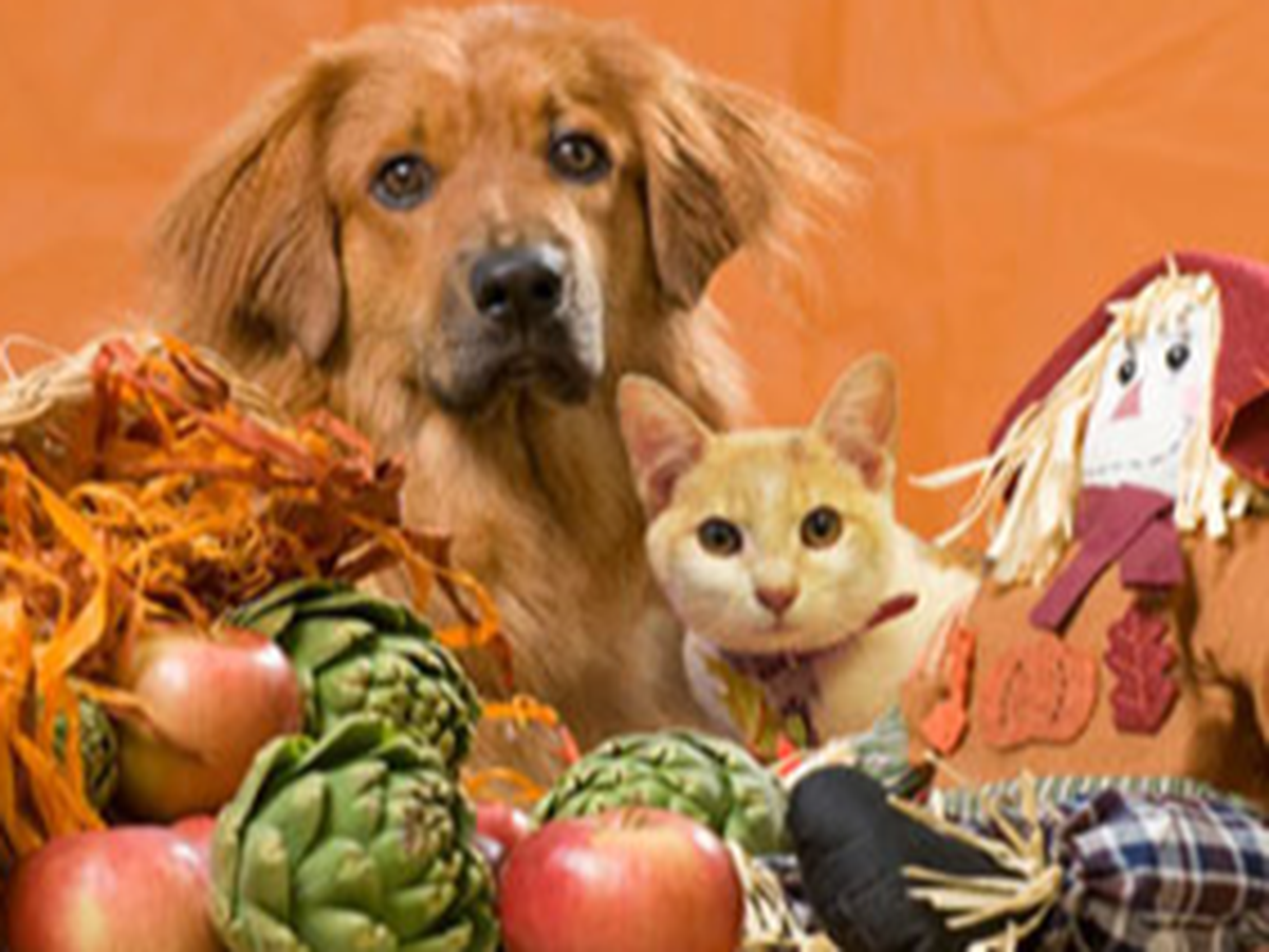 Fundraiser’s main image