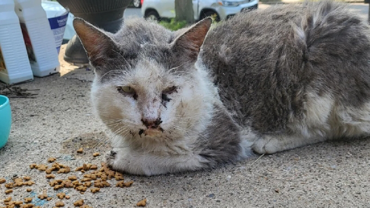Help Cosmo Get The Surgery He Needs! campaign photo, 1 of 5