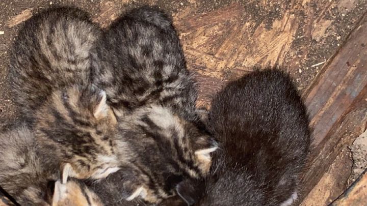 Support Eva's Mission to Save Dumped Animals campaign photo, 1 of 8