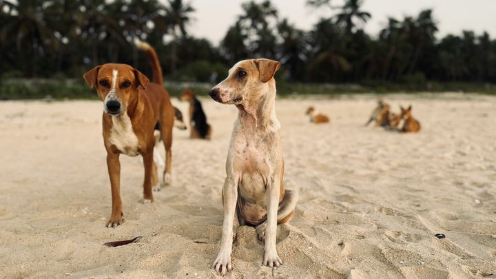 Starting the New Year by Giving Back – Stray Dogs Center UAE campaign photo, 1 of 8