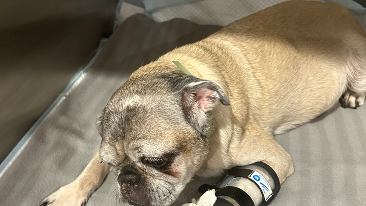 Hazel's emergency hospital stay campaign photo, 1 of 5
