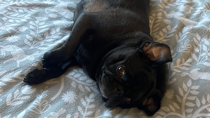 Help my little Luna bear campaign photo, 1 of 7