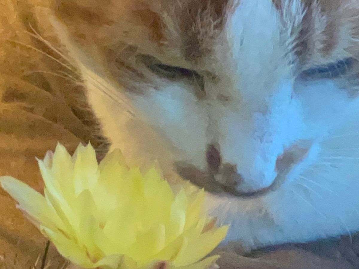 Overwhelmed cat mom-please help save my cat Flan& stay afloa campaign photo, 1 of 8