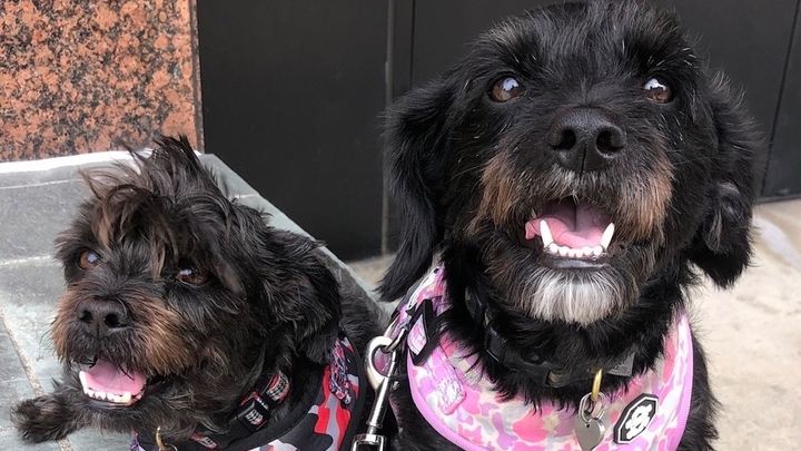 Help Anna Care for Her Beloved Rescue Dogs campaign photo, 1 of 7
