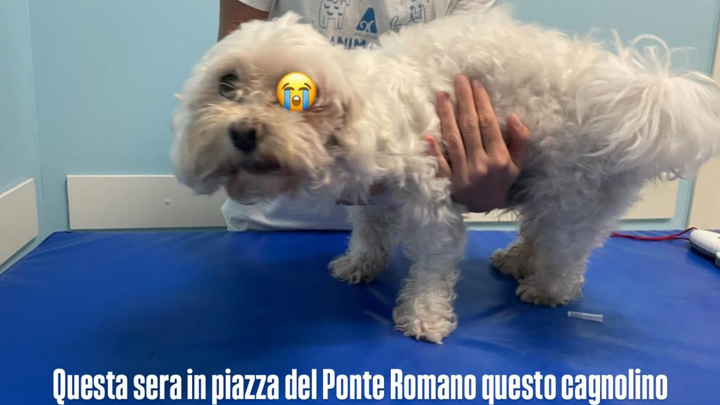 CANE INVESTITO NON RICONOSCIUTO DAI PROPRIETARI campaign photo, 1 of 2
