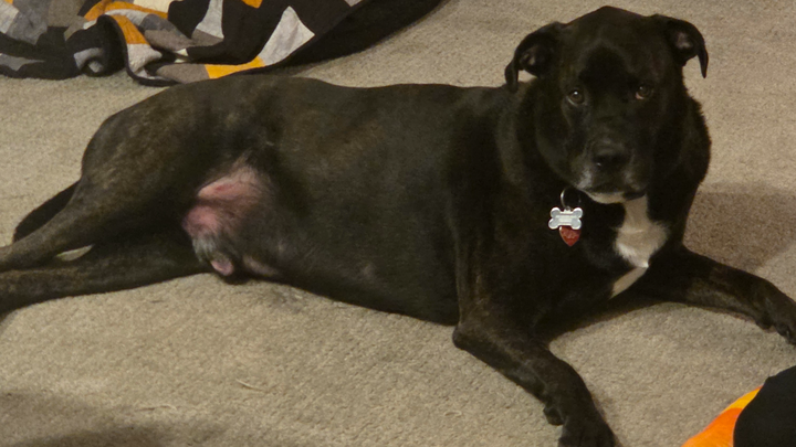Tyson has lymphoma and needs help campaign photo, 1 of 5