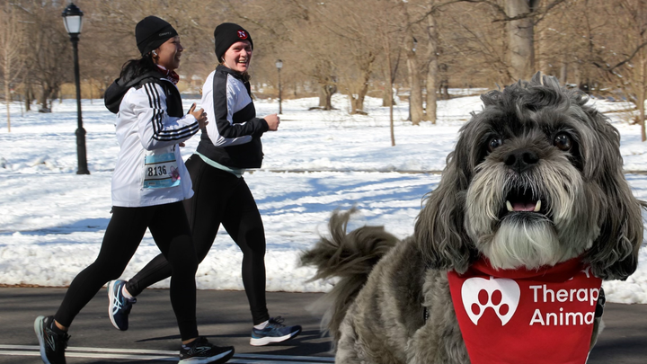 Dana runs the NYC Marathon for New York Therapy Animals campaign photo, 1 of 2