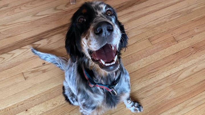 Meet Maple campaign photo, 1 of 2