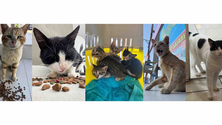 Foto de la campaña Help the Stray Cats in Argassi, 1 de 3