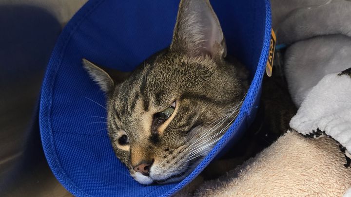 Help Save Huckleberry: Aubrey’s Best Friend Needs Support