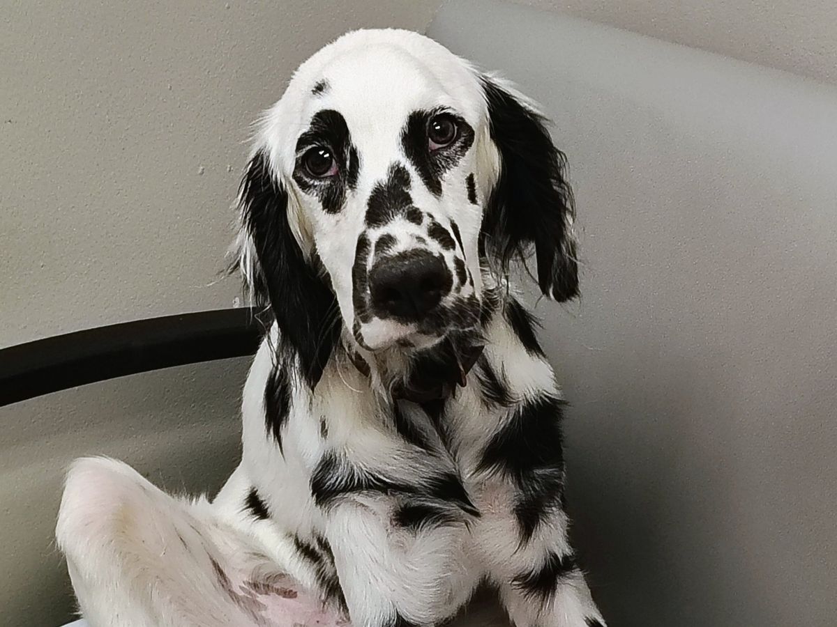 Help Save Louis: Urgent Parvo Treatment campaign photo, 1 of 7
