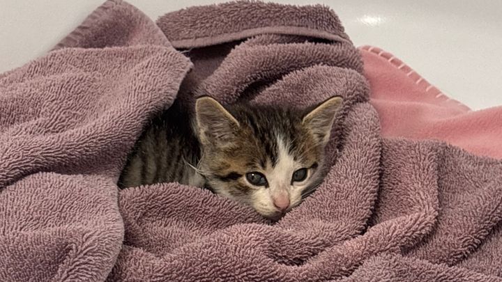 Help Save Seven: Urgent Kitten Care campaign photo, 1 of 4