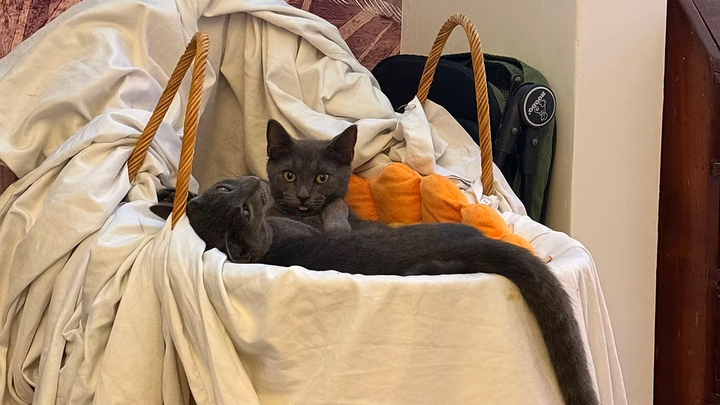 Donate to Secure Safe Homes for Kittens campaign photo, 1 of 8