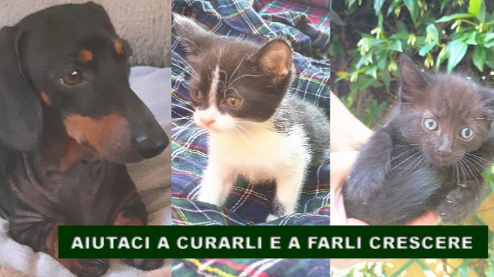 Foto principal da arrecadação de fundos