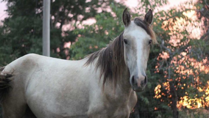 Bring Gilligan Home campaign photo, 1 of 3
