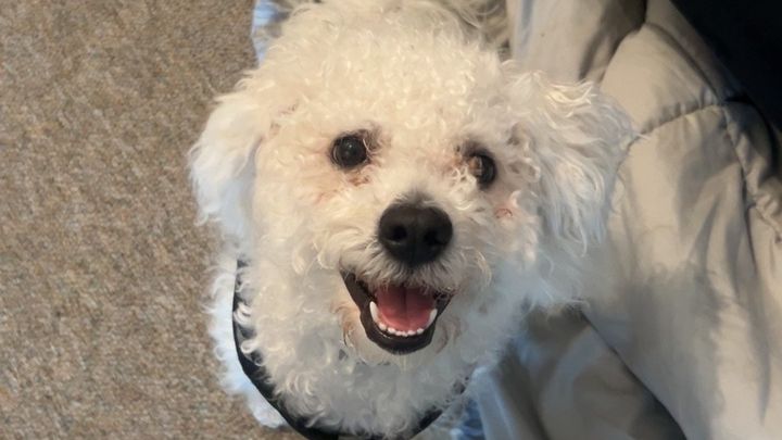 Help Me Move and Keep My Puppy campaign photo, 1 of 8