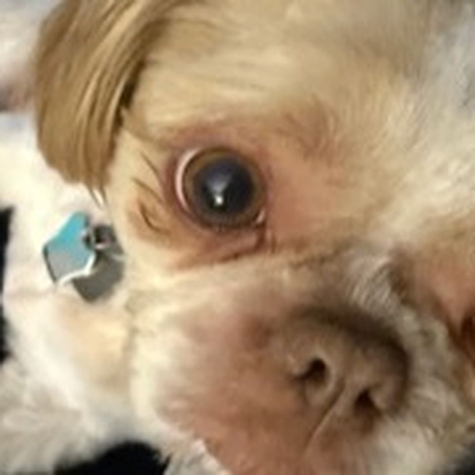 Emergency Vet Care Needed to Save Coco Bean's Life