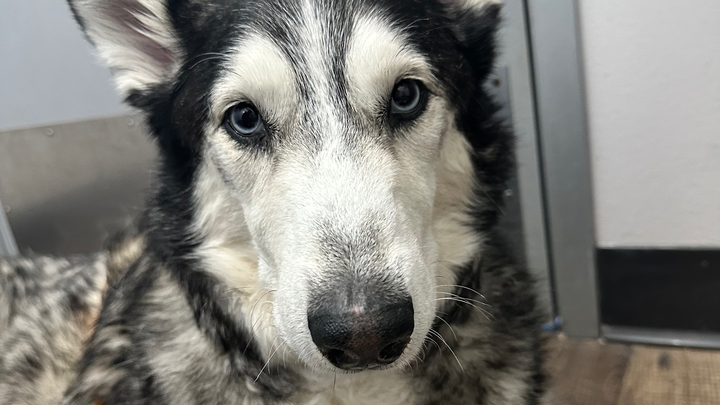 Donate to Save Luna: A Beloved Friend in Need campaign photo, 1 of 7
