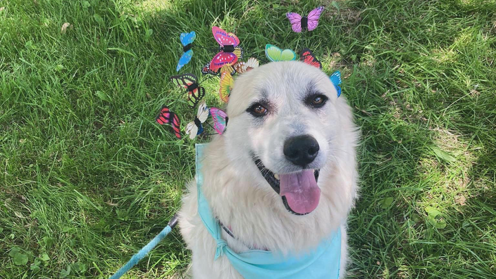 Support Indy Great Pyrenees Rescue Efforts campaign photo, 1 of 3