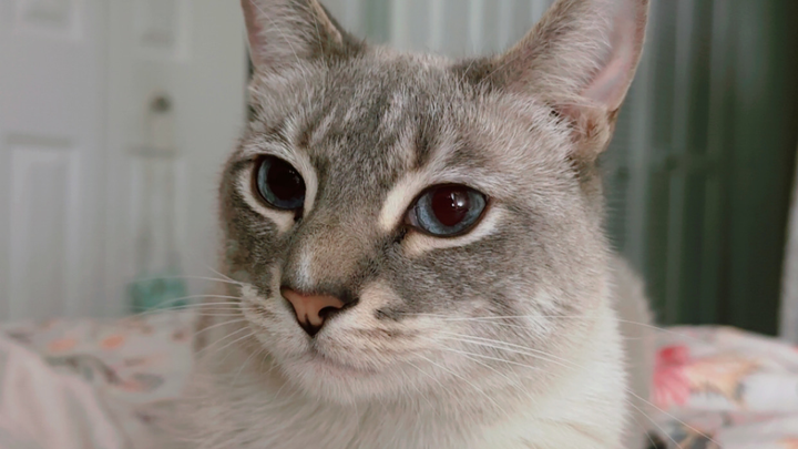 Support Ezra's Emergency Vet Care campaign photo, 1 of 7