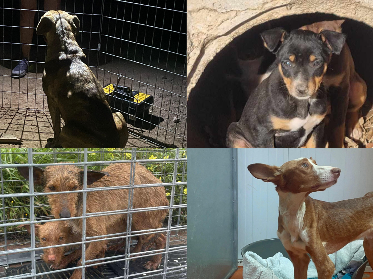 Kamera dringend gesucht: Rette Hunde mit uns! campaign photo, 1 of 8
