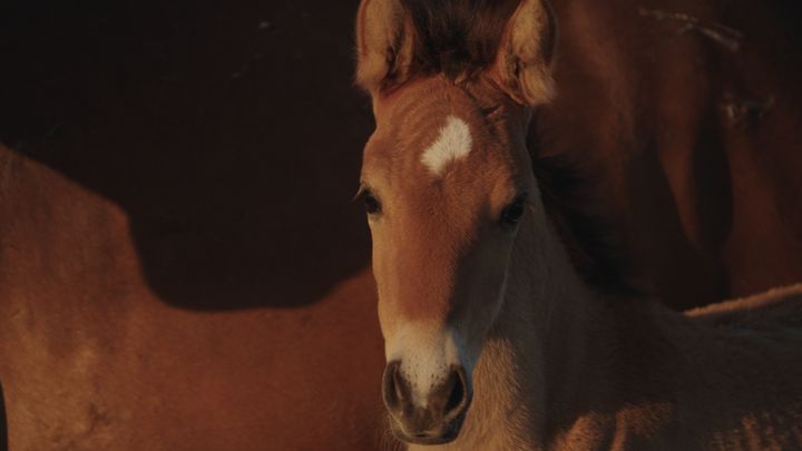 Support the a film about saving wild horses campaign photo, 1 of 8