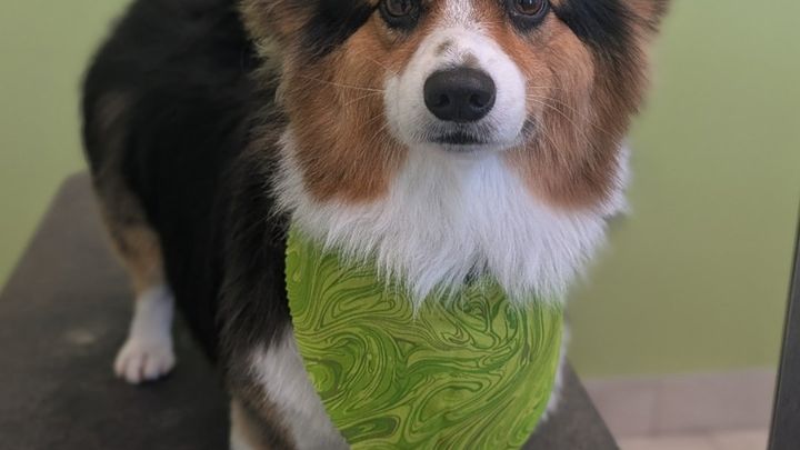 Help Ferdinand Get Urgent Dental Care campaign photo, 1 of 8