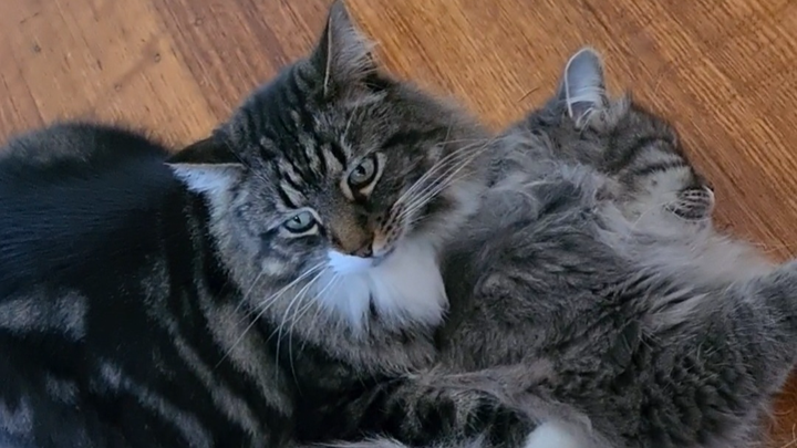 Help Save Tui – Our Beloved Furbaby! campaign photo, 1 of 8