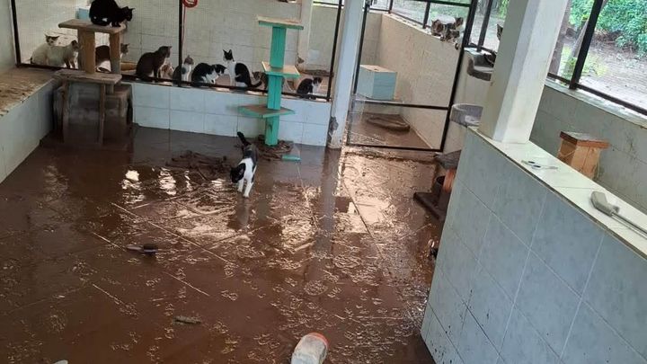 Help The Purr Project PV Rebuild After Devastating Flooding campaign photo, 1 of 10