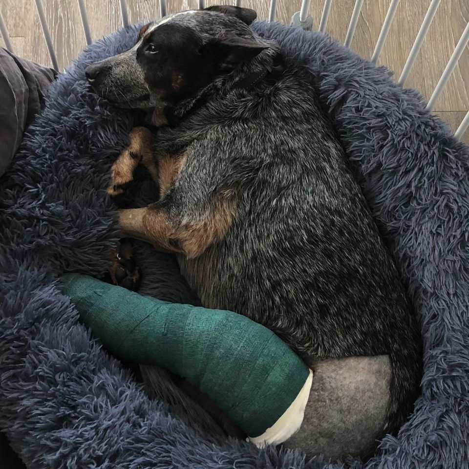 Fundraiser for James Woods by Maddie Neville : Help Bear get emergency  surgery after infection