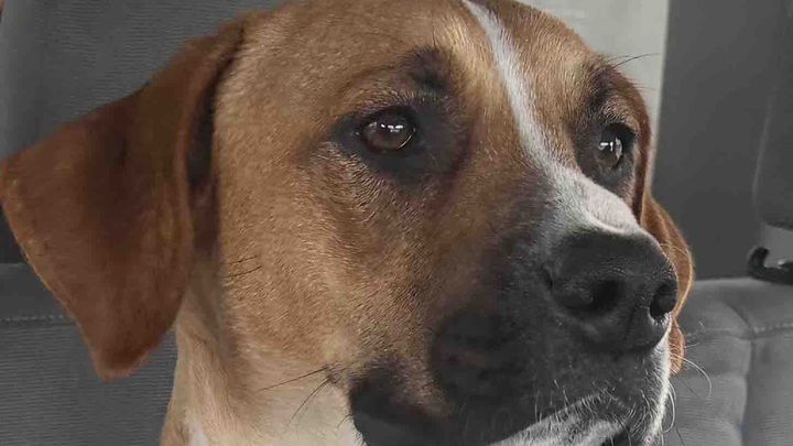 Help Gracie Recover After Getting Hit By a Car campaign photo, 1 of 7