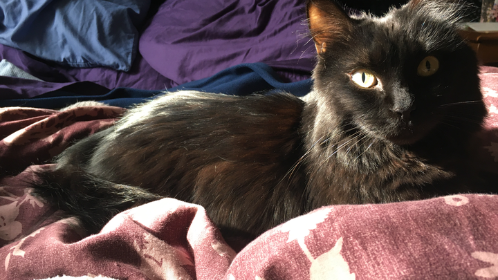 Help Mister Poe Sweet Get Vital Medical Testing campaign photo, 1 of 4