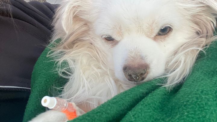 Help Luna Get the Surgery She Needs campaign photo, 1 of 8