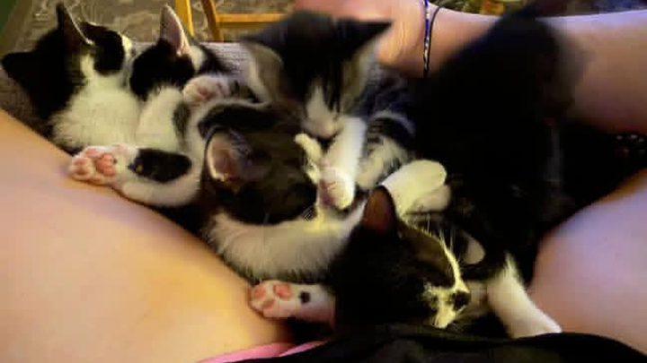 Keep Stray Cat Family Together: Donate Now campaign photo, 1 of 5