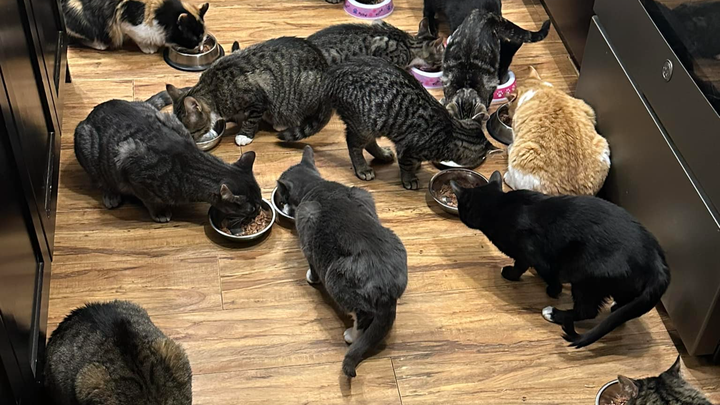 Outstanding Vet Bills campaign photo, 1 of 7
