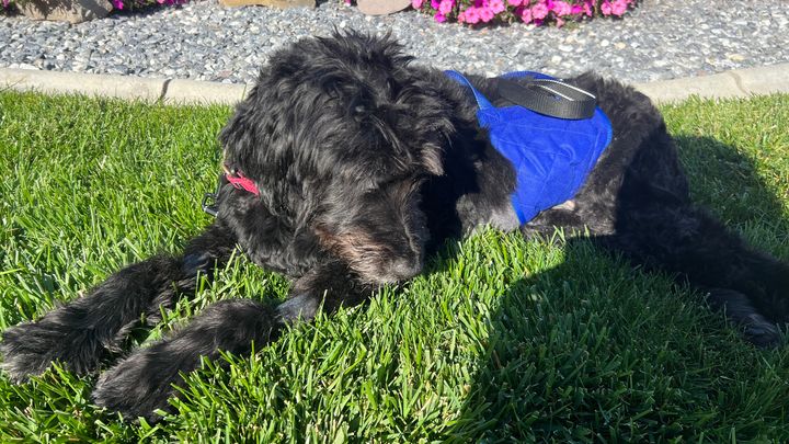 Help with Maxx’s Medical Bill campaign photo, 1 of 7