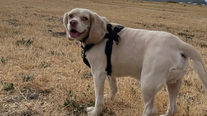 Help Milo Walk Again: Urgent Surgery Needed campaign photo, 1 of 7