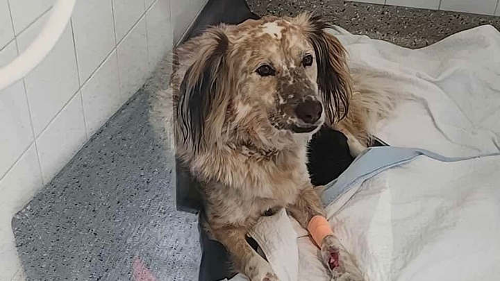 URGENT – PLEASE HELP US SAVE LOUIS campaign photo, 1 of 7