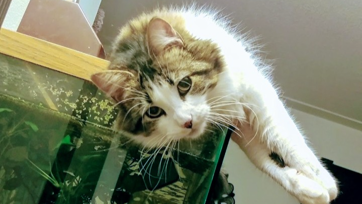 Was Freddy Mercury'S Health Cats: Shocking Truth Revealed!