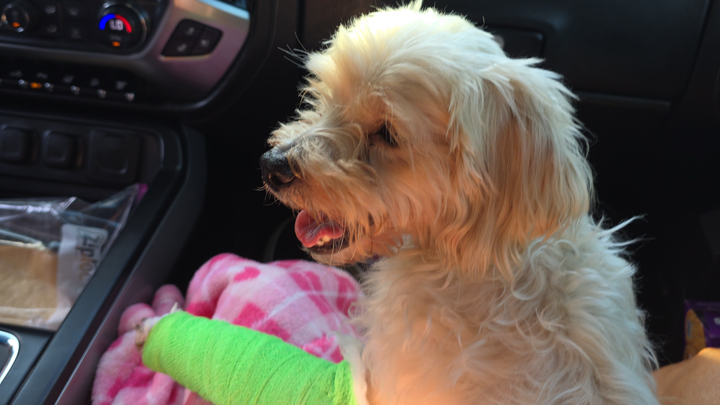 Help Gracie with her broken leg campaign photo, 1 of 5