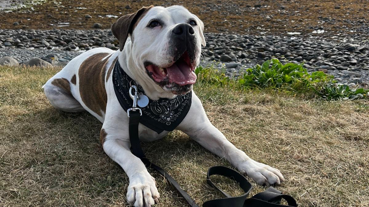 Help Stevie Walk Again — Our Hero Dog Needs TPLO Surgery campaign photo, 1 of 7