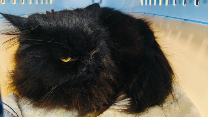 For Ari, my sweet boy — help with his final emergency bills campaign photo, 1 of 7