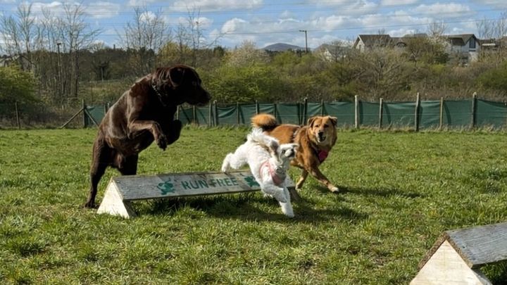 Love4Dogs Rescue campaign photo, 1 of 5