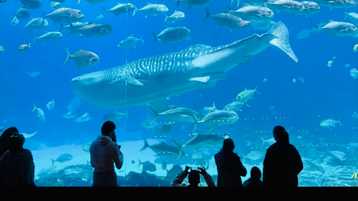 Support Michele's 4th Grade Aquarium Trip campaign photo, 1 of 4