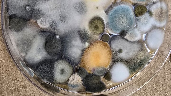 Help My Family Recover from Mold Exposure campaign photo, 1 of 7