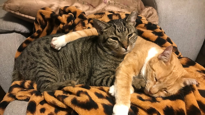 Kitty Care for tough times campaign photo, 1 of 7