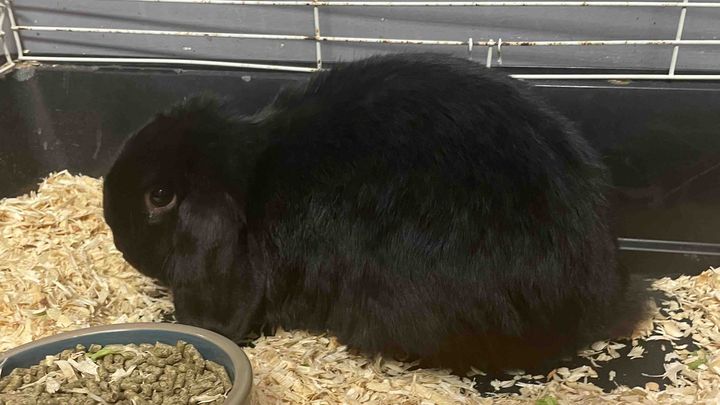 Donate to Bring a Bunny Home campaign photo, 1 of 3